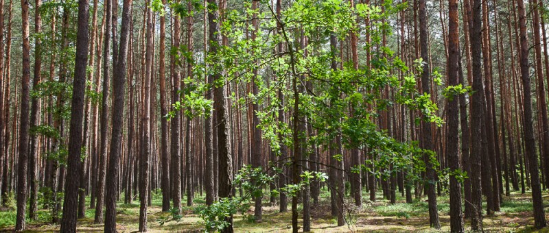 New photo from Forest