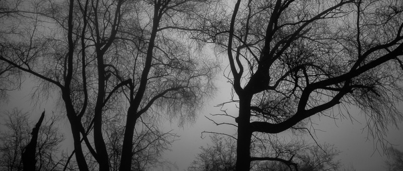 Wisla trees