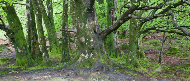 New photos from Ireland